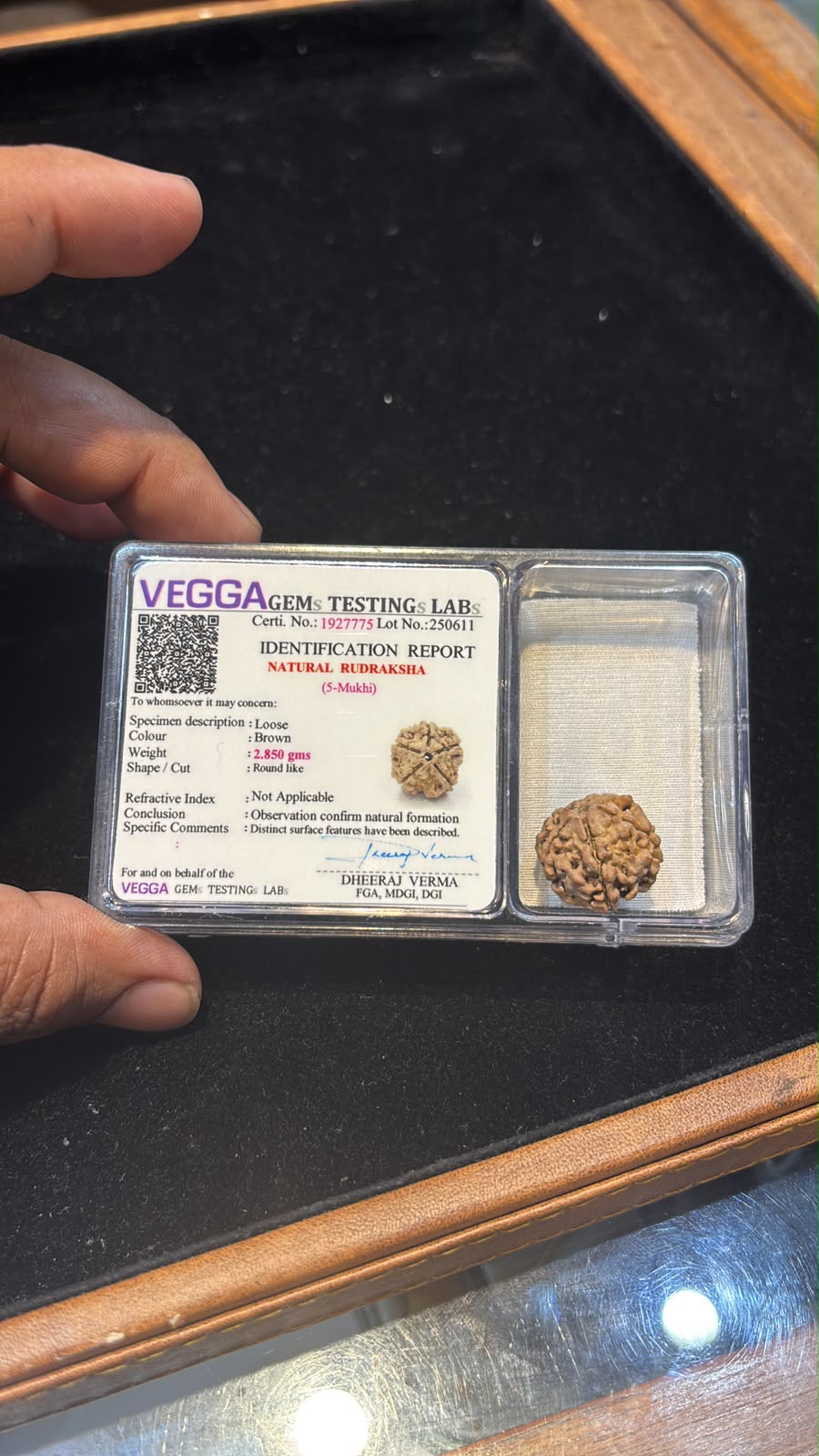 Natural Rudraksha • 5 Mukhi